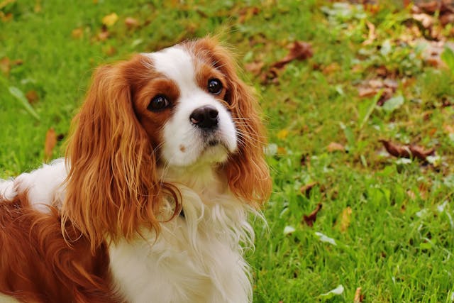 cute dog